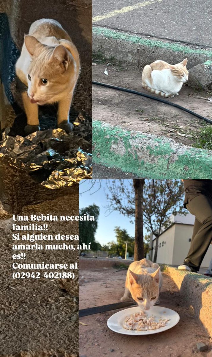 Esta amiguita está en el Carmen! Le damos de comer y es buena pero sería buenísimo que tenga su casita 🥹