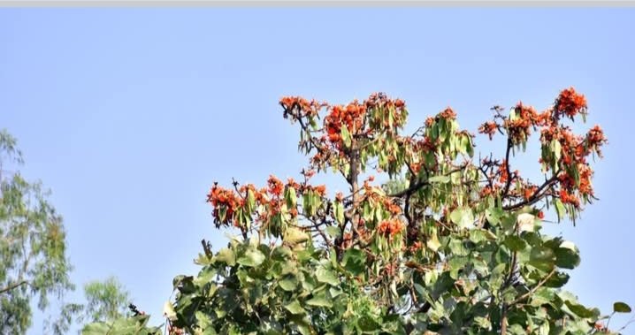 RPalsala's tweet photo. 'ફ્લેમ ઓફ ધ ફોરેસ્ટ' તરીકે ઓળખાતા કેસૂડાના ફૂલ વસંત ઋતુમાં ખીલે ત્યારે રંગીન અને આકર્ષક લાગે છે...
કેસૂડાના ફૂલની દરેક પાંખડીમાં વસંતનો ધબકાર, અને દરેક રંગમાં લાગણીઓનો નિર્ભેળ સ્પર્શ...
#flameoftheforest #vasantseason #flowers #palashflower https://t.co/EowNag1UKP