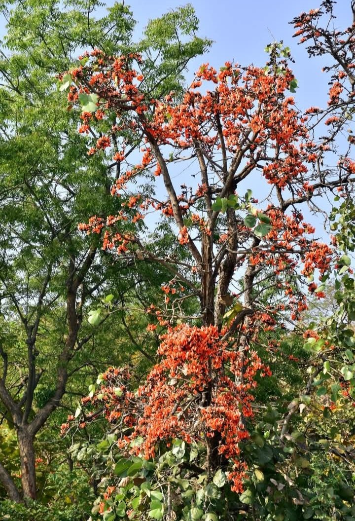 RPalsala's tweet photo. 'ફ્લેમ ઓફ ધ ફોરેસ્ટ' તરીકે ઓળખાતા કેસૂડાના ફૂલ વસંત ઋતુમાં ખીલે ત્યારે રંગીન અને આકર્ષક લાગે છે...
કેસૂડાના ફૂલની દરેક પાંખડીમાં વસંતનો ધબકાર, અને દરેક રંગમાં લાગણીઓનો નિર્ભેળ સ્પર્શ...
#flameoftheforest #vasantseason #flowers #palashflower https://t.co/EowNag1UKP