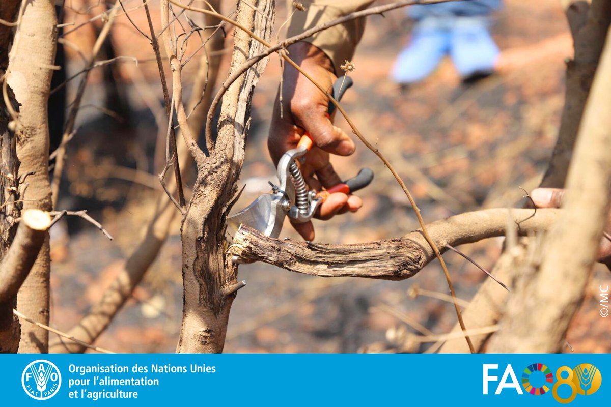 FAO Guinée tweet media