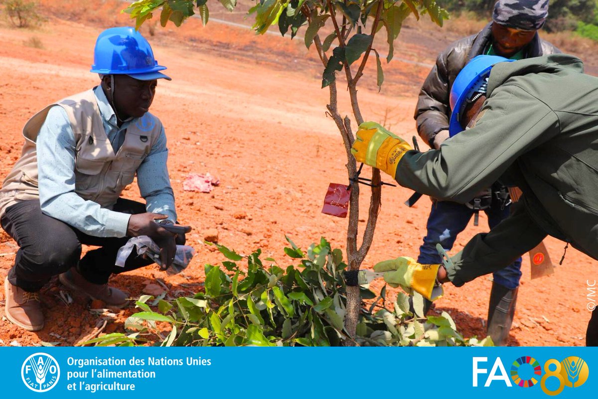FAO Guinée tweet media