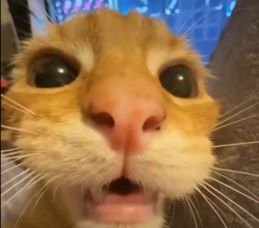 ebony || nova tweet media