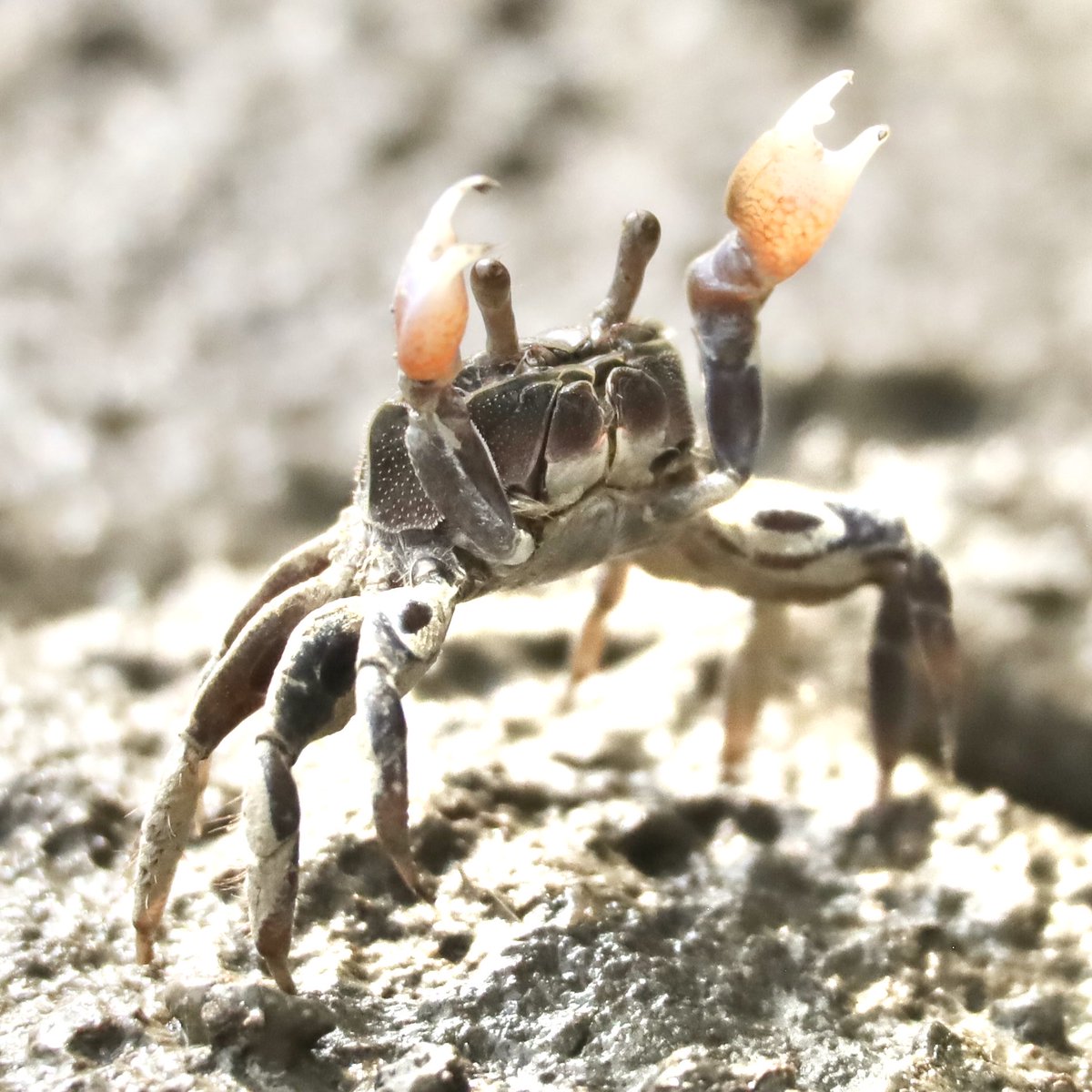 カニの散歩道Crabs' Promenade tweet media