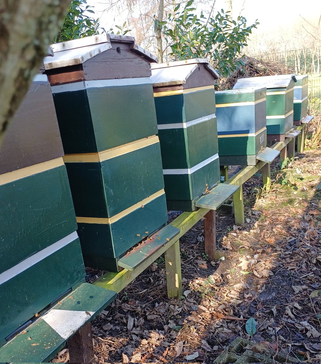 Voorjaar voor de #bijen in het Noorden.
Zes uit zes de sneeuw en vorst overleefd, net als vorig jaar. 
Nu volop stuifmeel van de eerste crocussen.
#imker
#varroa