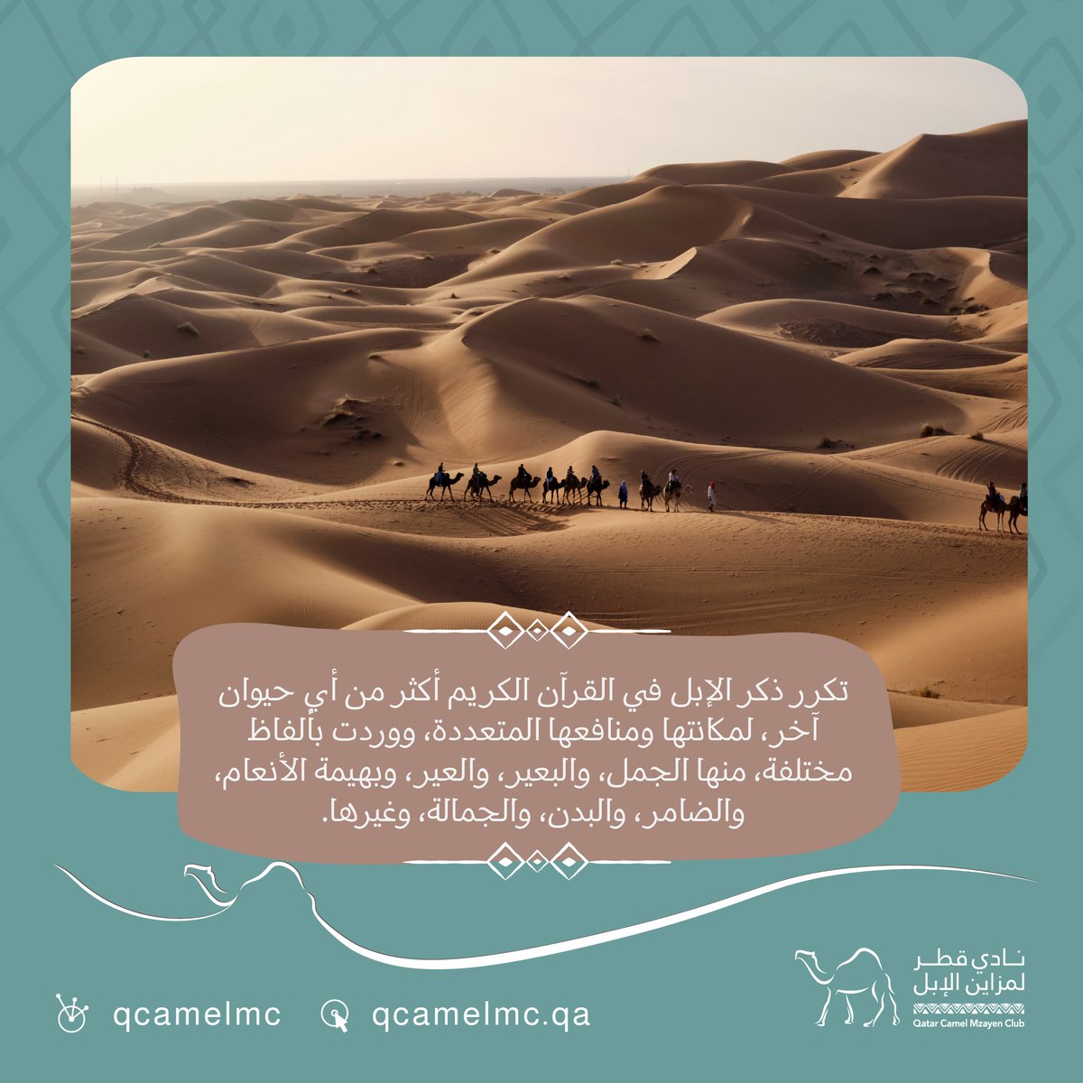 نادي قطر لمزاين الإبل tweet media