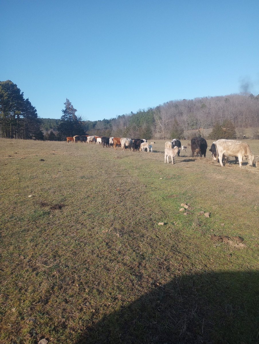 My personal opinion is our government likes big ag, not because it is efficient or economical, but because it is easier to control a dozen than it is a 100. Prove me wrong.