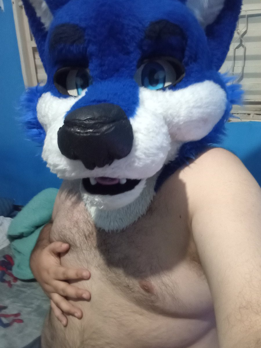 🇧🇷Um blue fox qualquer 🇧🇷 tweet media