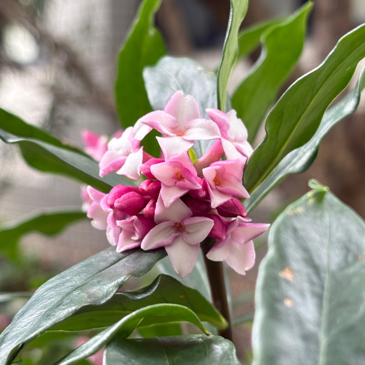 K. Shozugawa tweet media