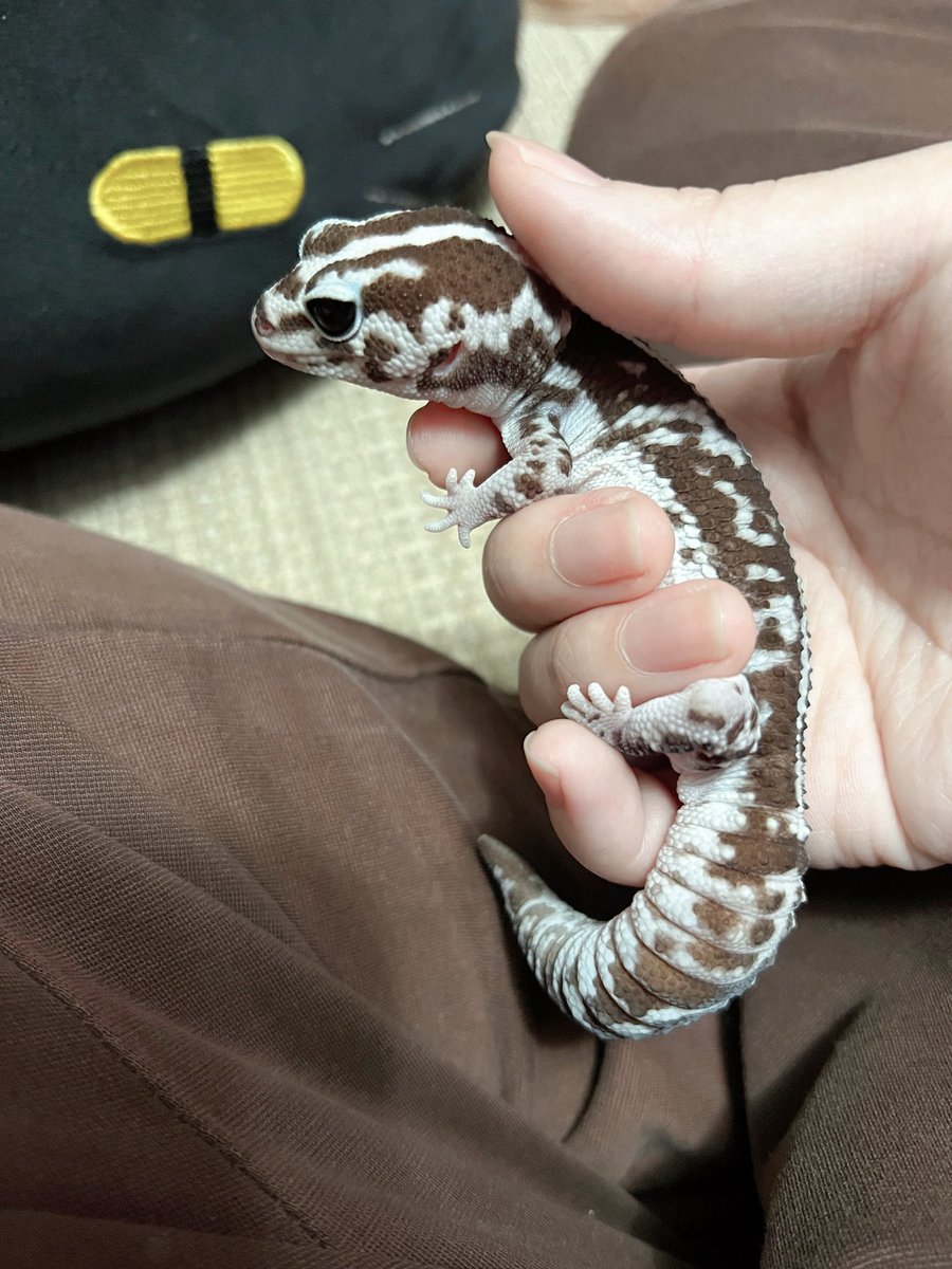 這隻幸運小恐龍會祝你這個假日順順利利～