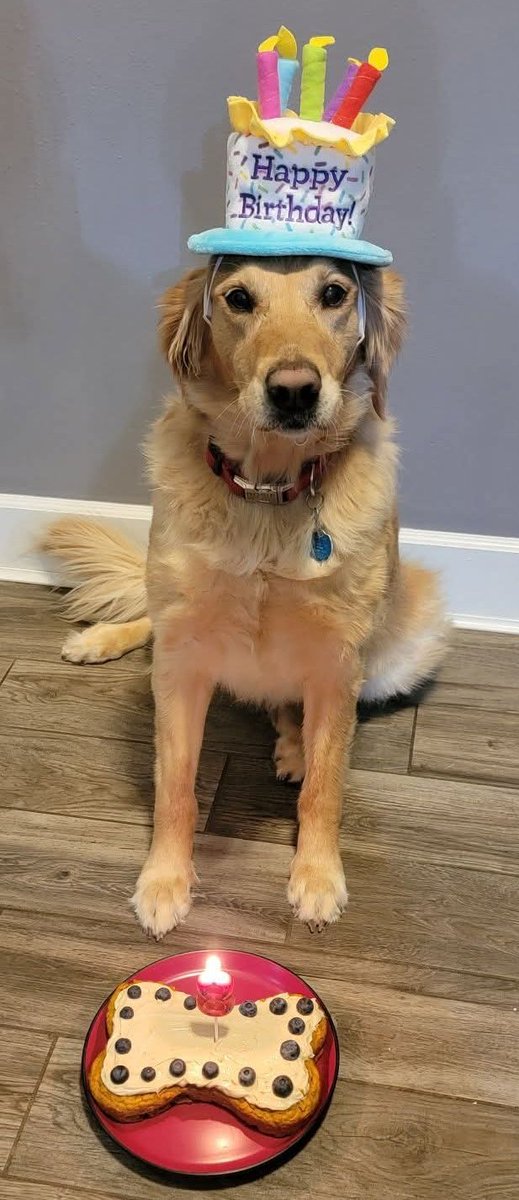 Stella&RosieGoldies tweet media