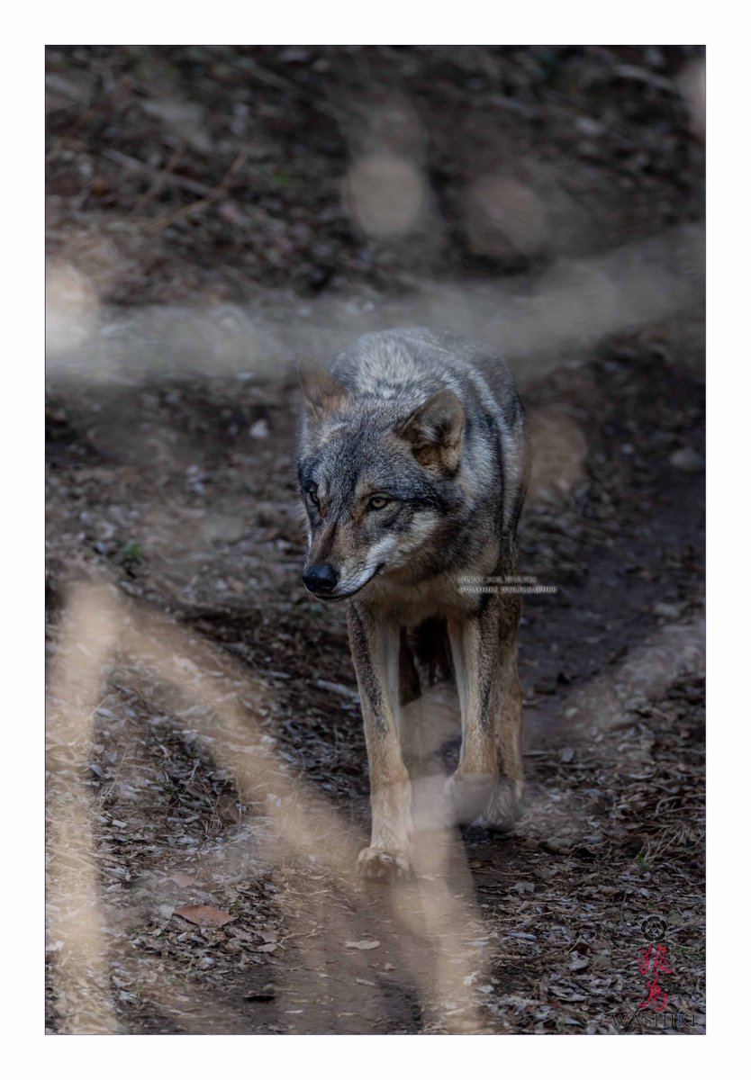 WASHIKI🐺🌊WolfGrapher (@pray_for_wolves) / Posts / X