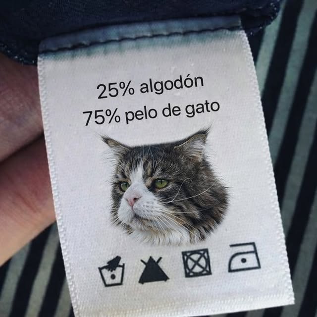 EsosGatosLocos's tweet photo. Y no me quejo https://t.co/hLTaCBgoQh