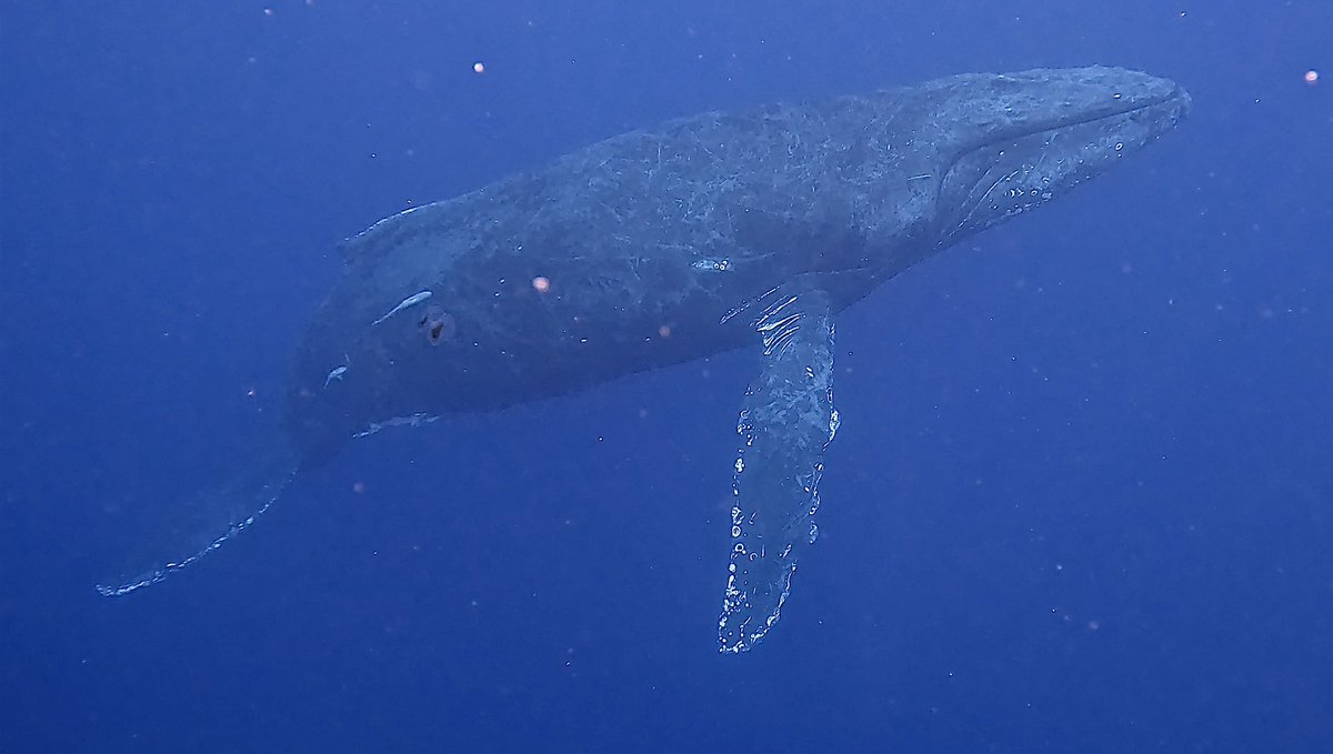 _sk13s's tweet photo. ザトウクジラと泳いだ日
in奄美大島 https://t.co/3QiL15eyP2