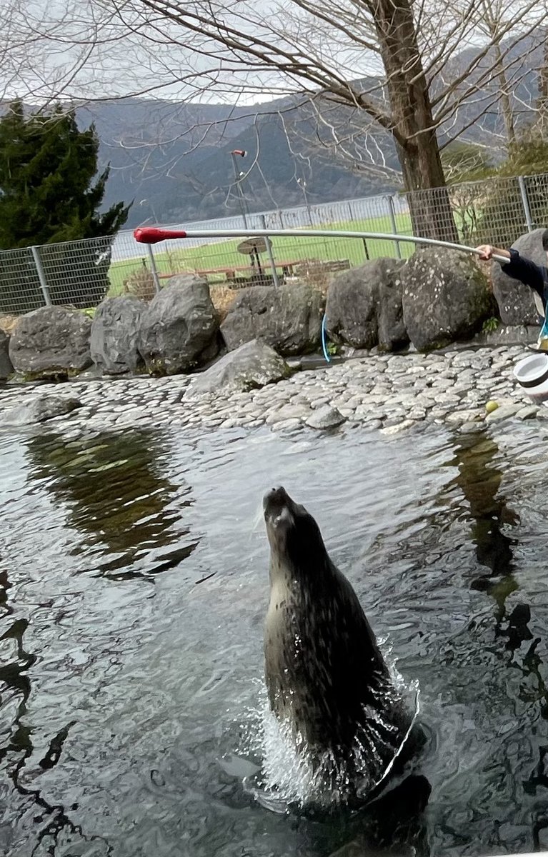 温泉に入ってる風のアザラシの写真見て気になってたので、観れて