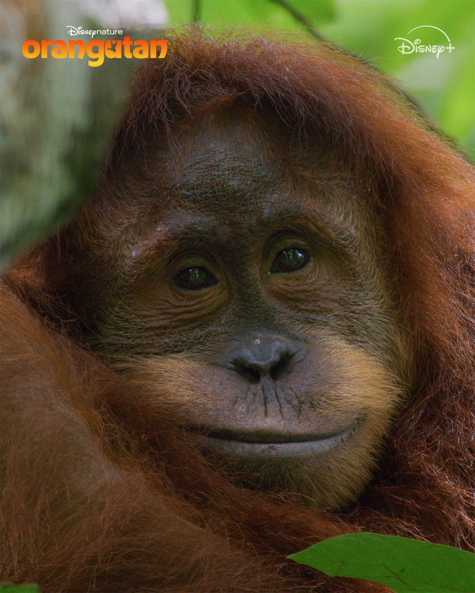 Disneynature tweet media