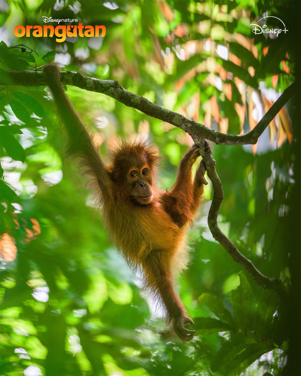 Disneynature tweet media