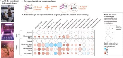 ceabcsic's tweet photo. 📚New article: "Microplastics reduce eelgrass tolerance to heat stress with implications for restoration and blue carbon". 

In Environmental Research👇🏾🔗

✍️Egea, L.G.; Jiménez-Ramos, R.; Rodríguez-Arias, L.; Infantes, E. 

https://t.co/um2RG6R8d0 https://t.co/hJVXHFaUpZ