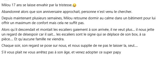 MissingTarn81's tweet image. 26.02.26 A adopter. #chien type Fox, 17 ans. #Moselle Pas compatible avec les chats. La SPA de Arry : facebook.com/spadearry