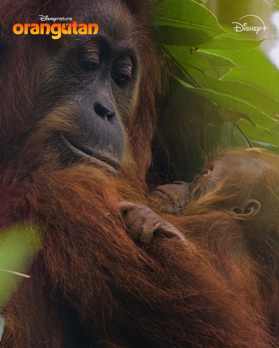 Disneynature tweet media