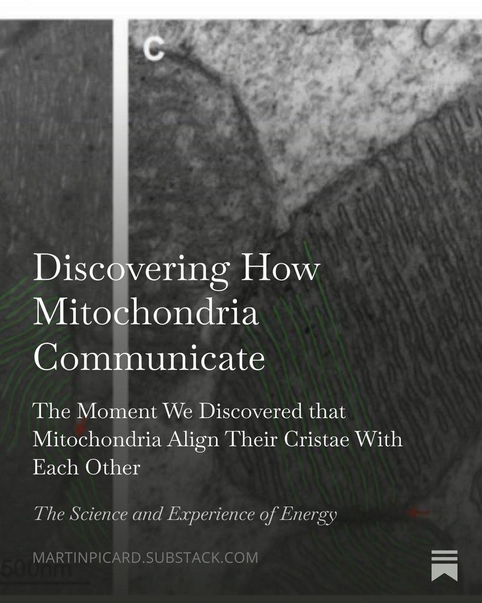 The first physical evidence that mitochondria exchange information with one another transformed how I think about these beautiful organelles. From isolated beans to social collective.

In 2015, we discovered that the inner membranes of mitochondria, where the oxygen we breathe