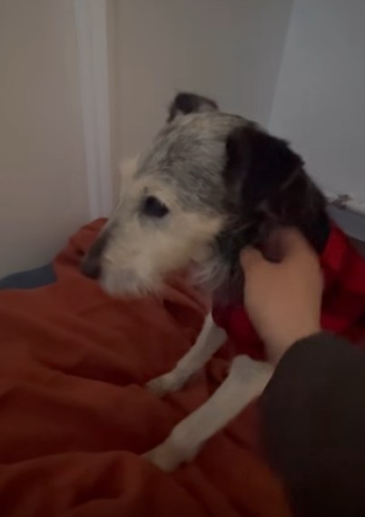 MissingTarn81's tweet image. 26.02.26 A adopter. #chien type Fox, 17 ans. #Moselle Pas compatible avec les chats. La SPA de Arry : facebook.com/spadearry