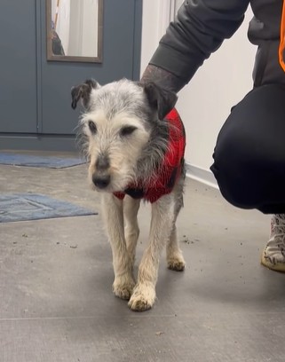 MissingTarn81's tweet image. 26.02.26 A adopter. #chien type Fox, 17 ans. #Moselle Pas compatible avec les chats. La SPA de Arry : facebook.com/spadearry
