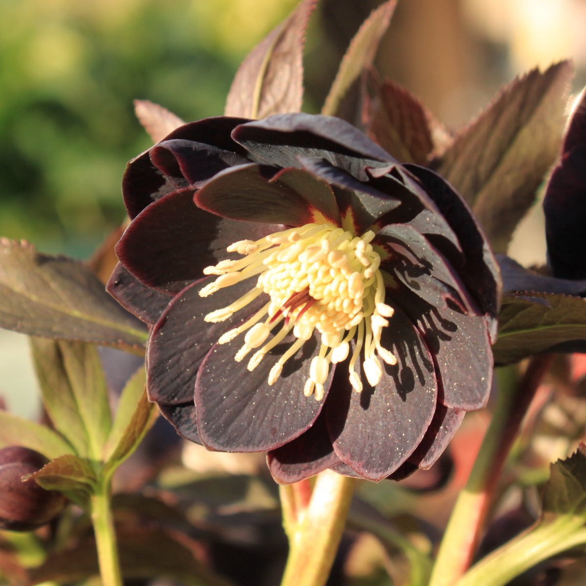 Takanashi (@Rubus_collector) / Posts / X