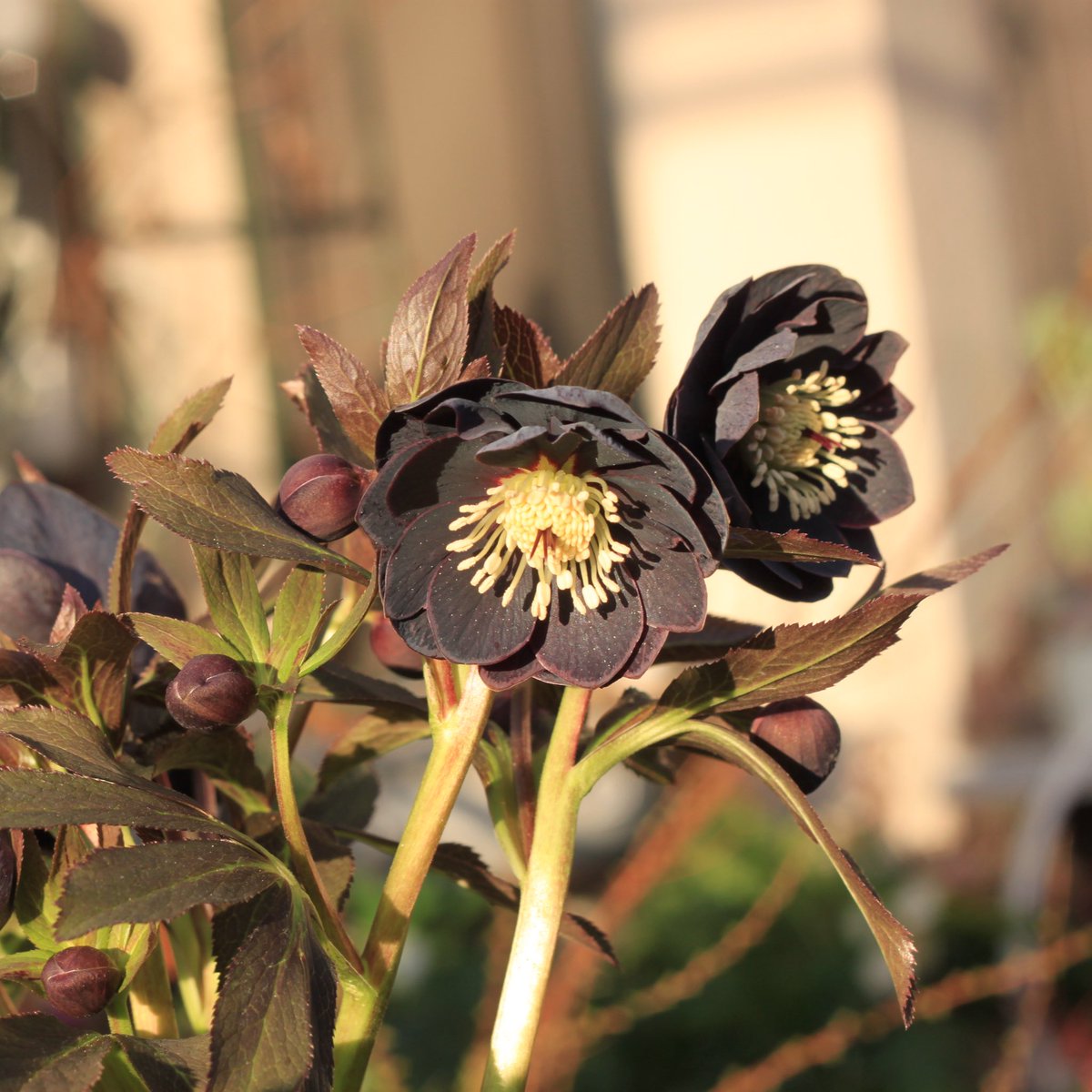 Takanashi (@Rubus_collector) / Posts / X