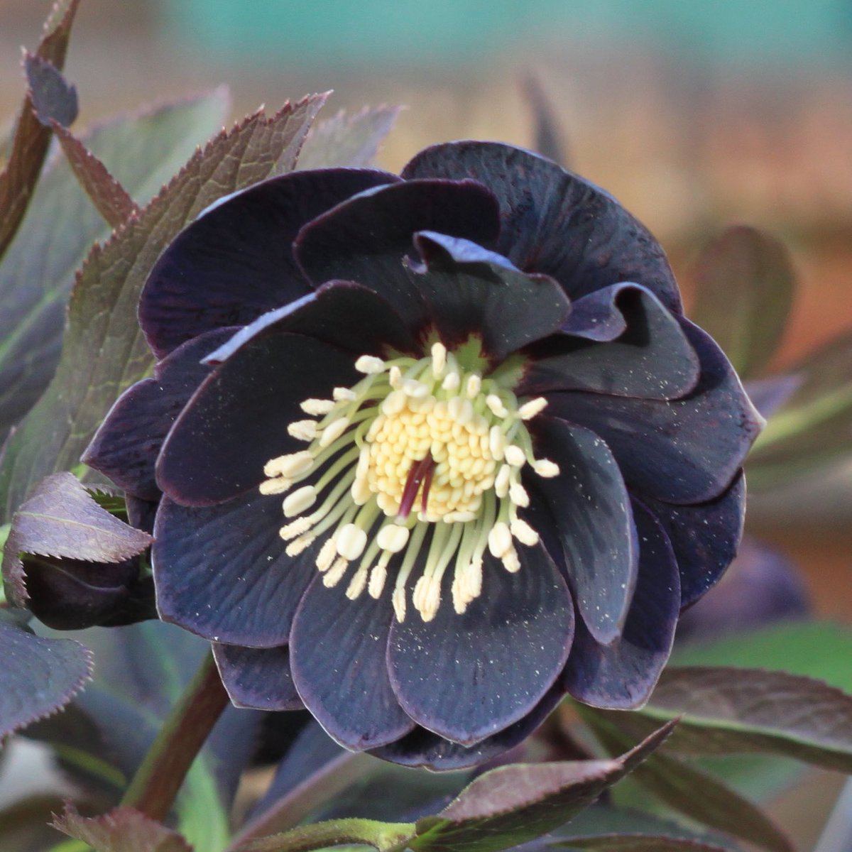 Takanashi (@Rubus_collector) / Posts / X