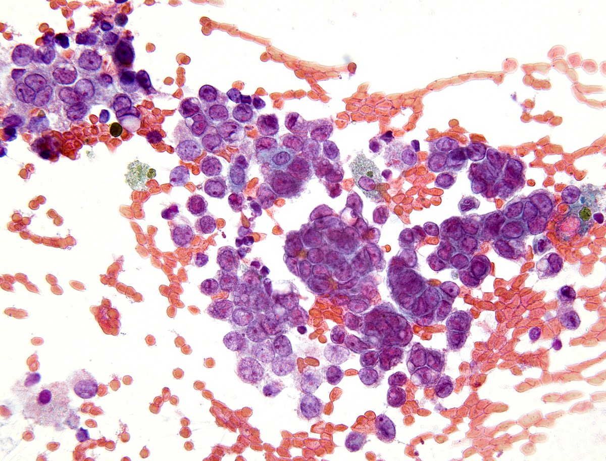 Syed Z. Ali tweet media