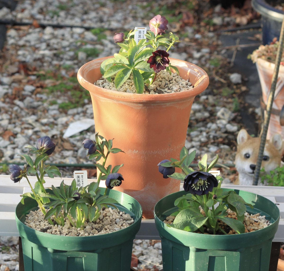 Takanashi (@Rubus_collector) / Posts / X