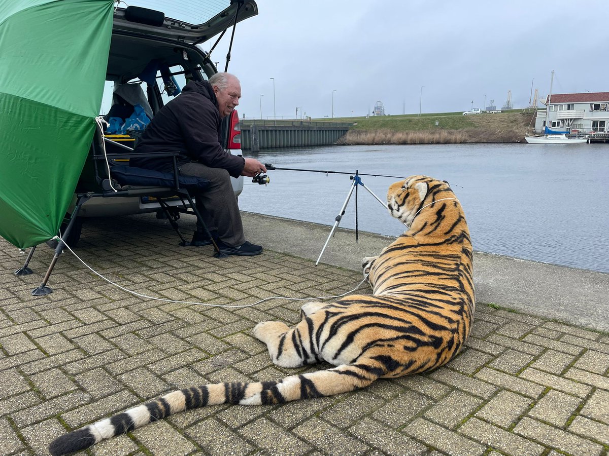 Tijger gesignaleerd bij de Kleine Sluis