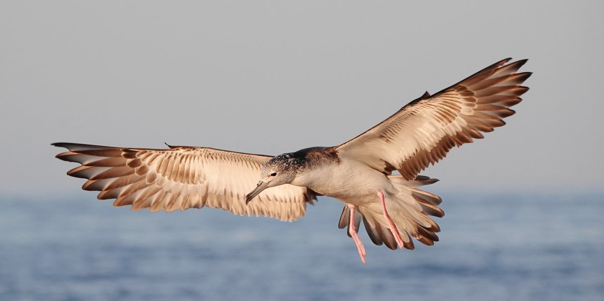 Long Nab Birder tweet media