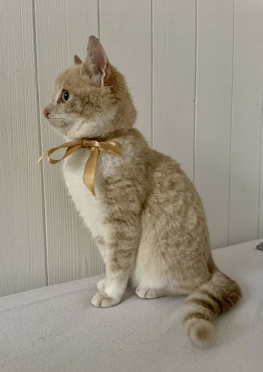 He was 0$ from my English teacher