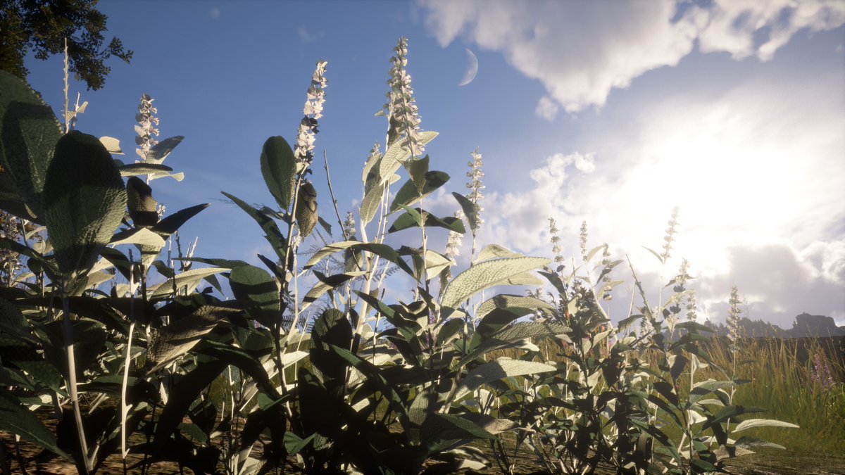 PlayPaxDei's tweet image. Have you yet encountered all the plants, fruits and flowers that exist in Pax Dei?
Share your best Pax Dei flora pictures in the comments!
#PaxDei #CommunityCreations #Fruits #Flowers