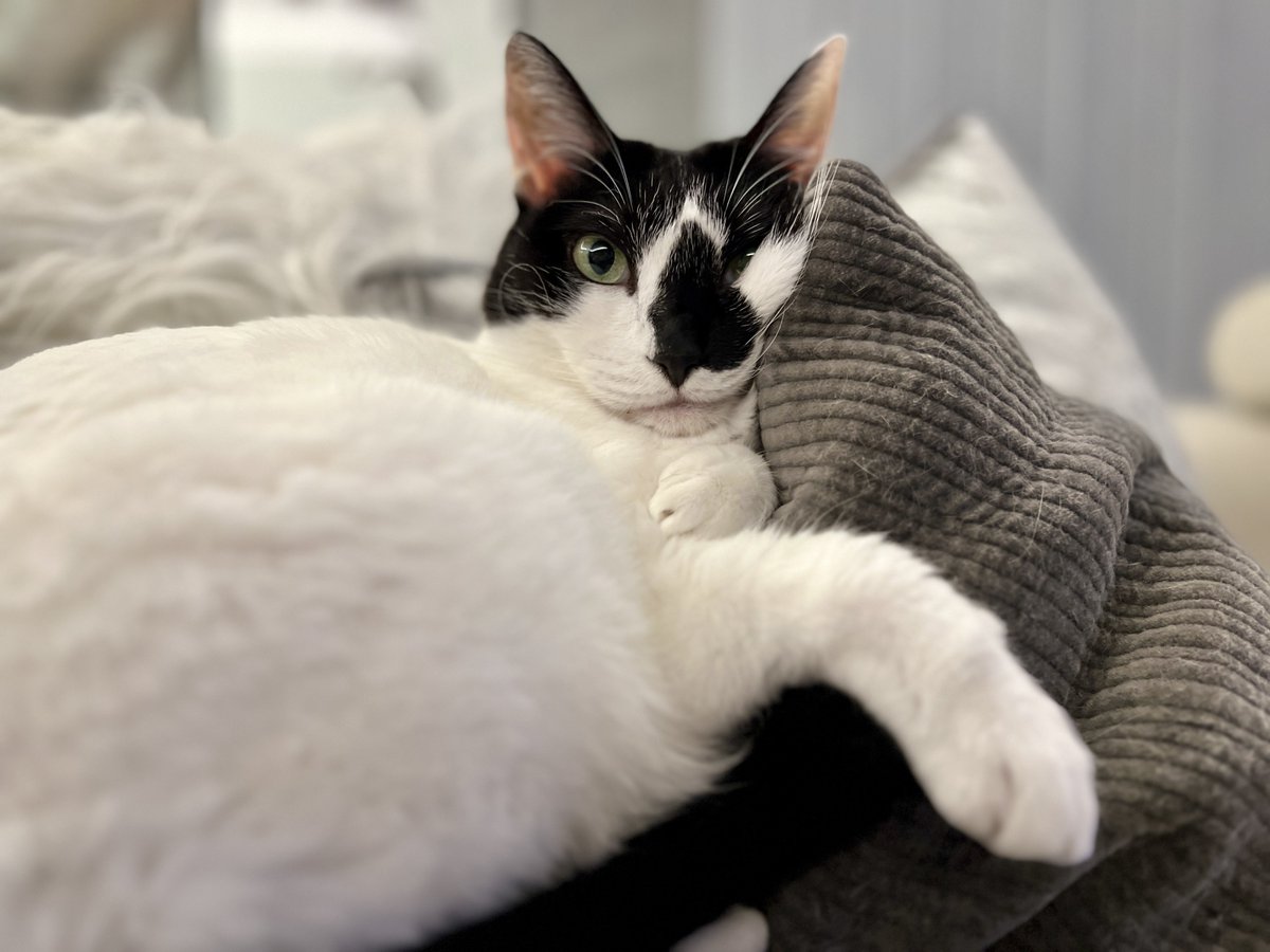 HOMEALONe_ksk's tweet photo. 猫と暮らして10年以上経つが毎日
「こんなに可愛いなんて聞いてない」
てなってる
今日もそれ https://t.co/7BdhHoLqON