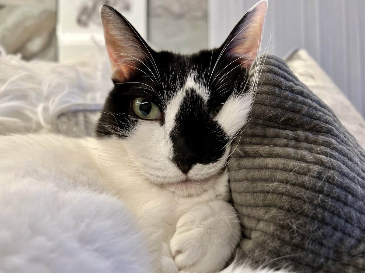 HOMEALONe_ksk's tweet photo. 猫と暮らして10年以上経つが毎日
「こんなに可愛いなんて聞いてない」
てなってる
今日もそれ https://t.co/7BdhHoLqON