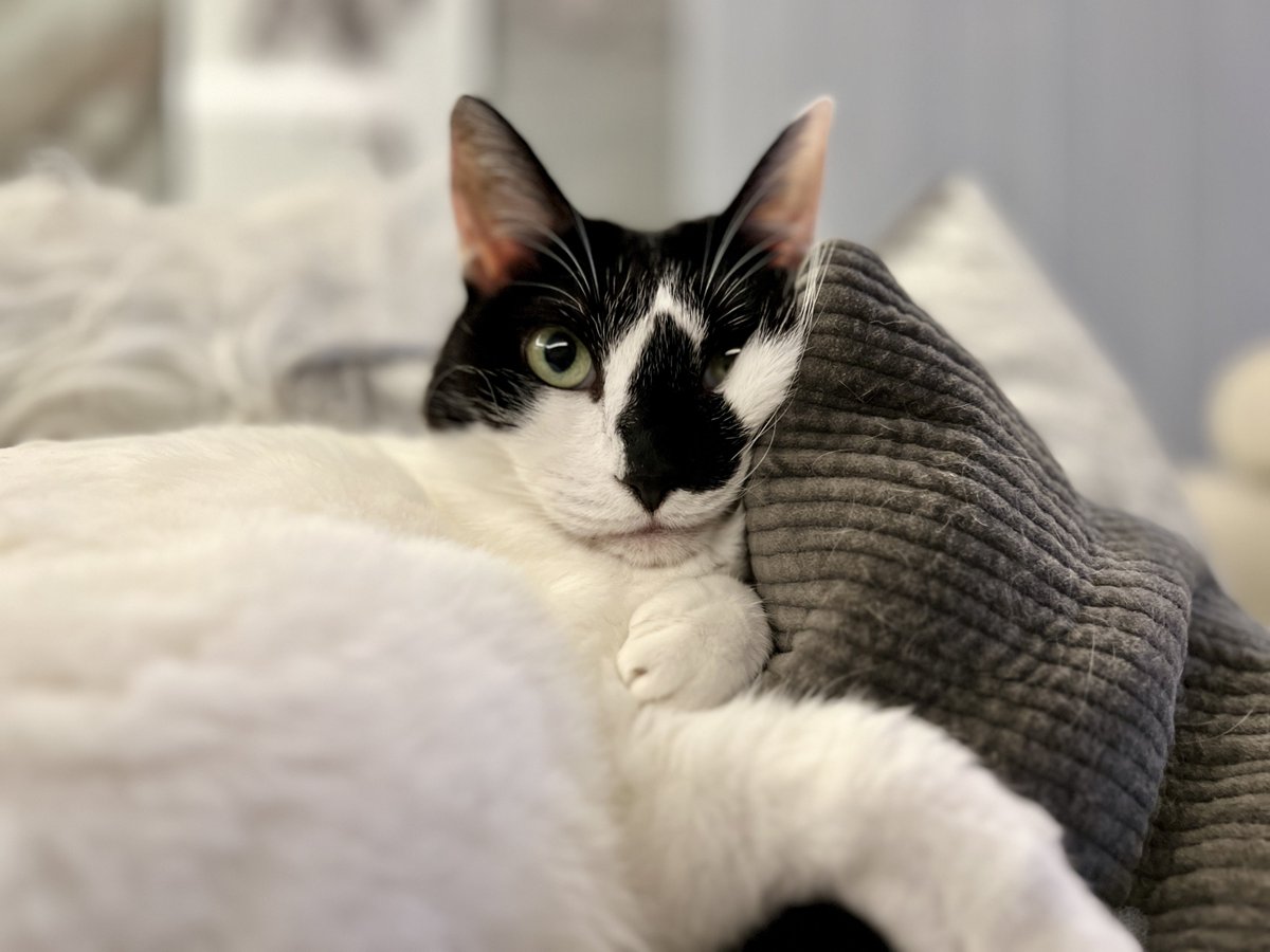 HOMEALONe_ksk's tweet photo. 猫と暮らして10年以上経つが毎日
「こんなに可愛いなんて聞いてない」
てなってる
今日もそれ https://t.co/7BdhHoLqON