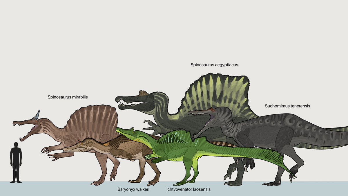 Spinosauridae 
#Spinosaurusmirabilis #paleoart