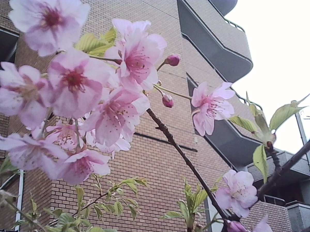 keisama0809's tweet photo. #charmera
#kodak
#トイカメラ
#トイデジ https://t.co/aDiS2Leaps