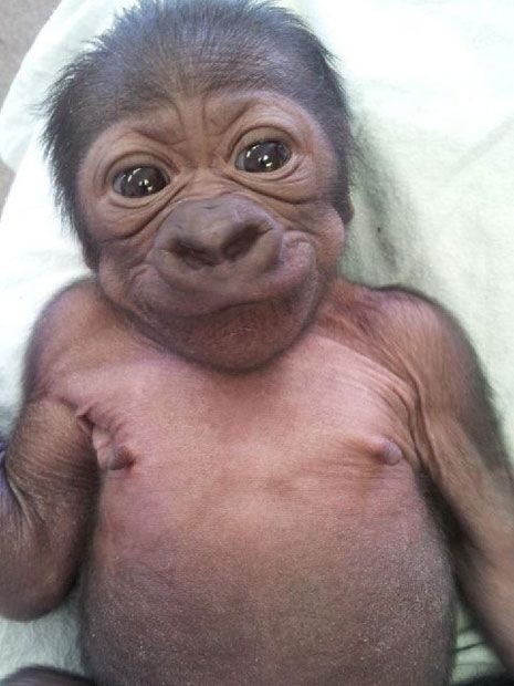 First complete your evolution first 🐒 nicca