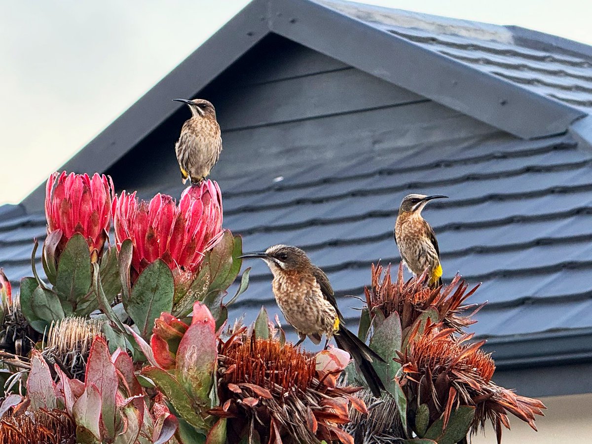 PinnaclePointEstate tweet media