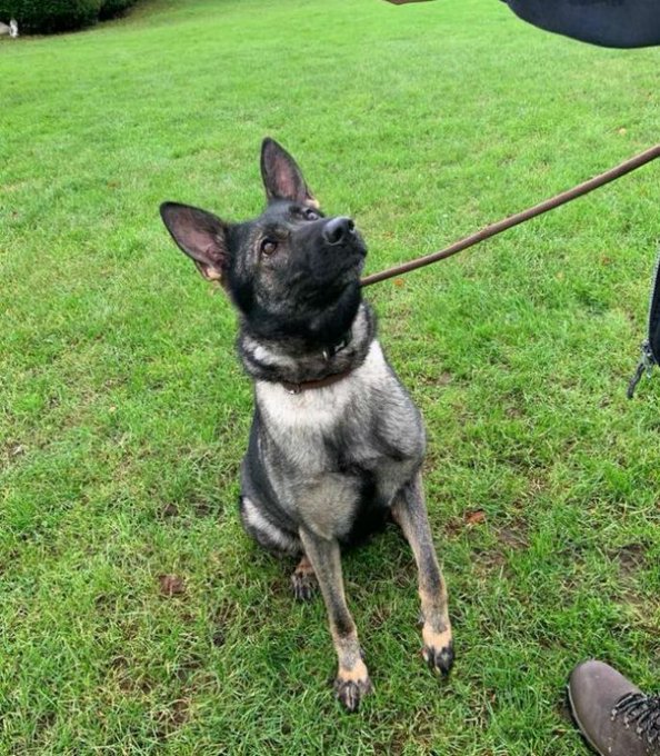 Angel is 5yrs old and this poor girl had a rubbish life, abused and used for breeding she needed her tail amputated due to neglect. Angel is a sweet girl who can live with older kids and deserves a second chance 
#dogs #germanshepherd #Essex 
gsrelite.co.uk/angel-6/
