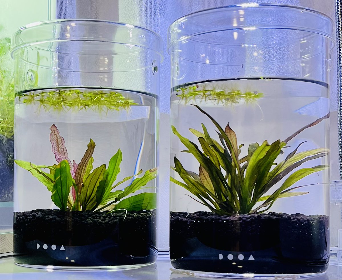 Silent aquarium (@silent_aquarium) / Posts / X