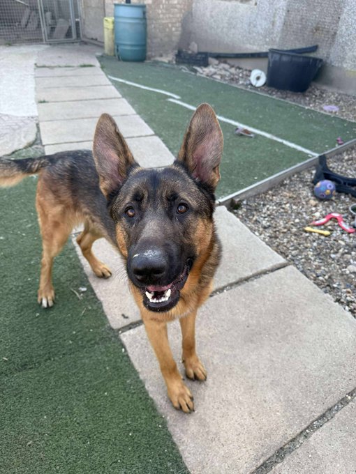 Shadow is 2yrs old and this boy loves to be close to his human. Shadow can live with older kids but he does lack confidence so may benefit from living with an older, female dog for guidance 
#dogs #germanshepherd #Essex 
gsrelite.co.uk/shadow-25/