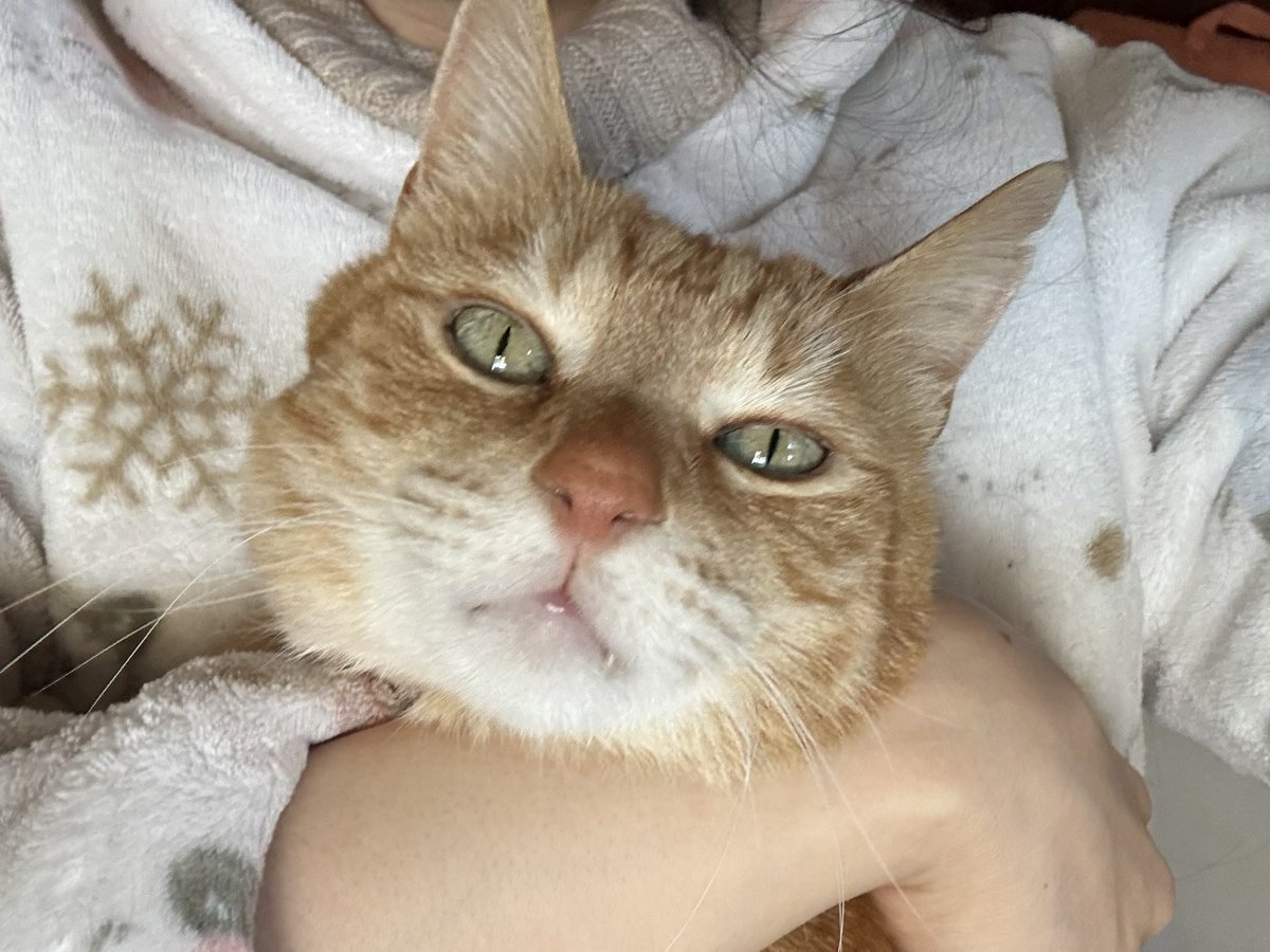 バロン🐈🐾 tweet media