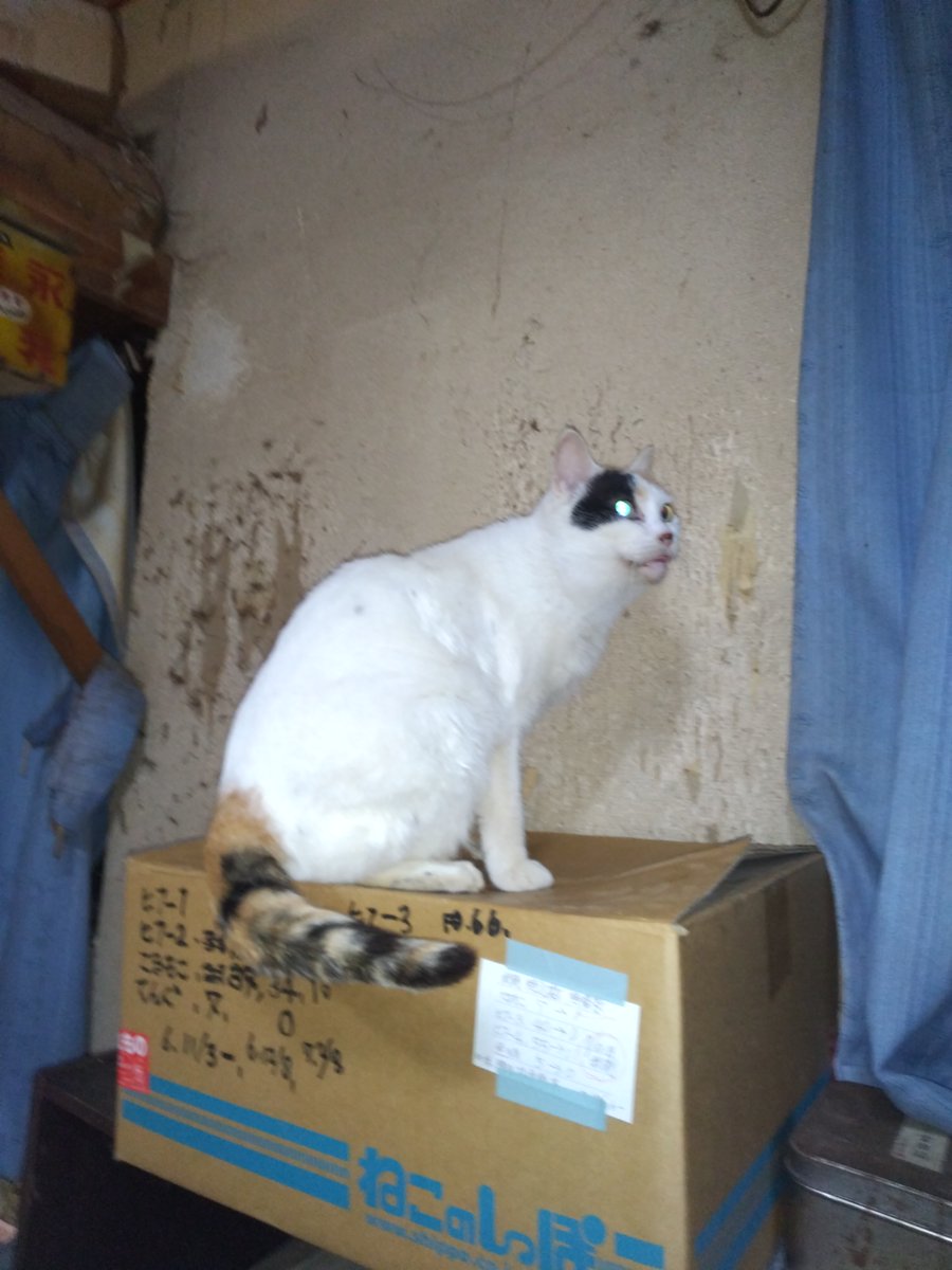 三毛ポコドンチャン ミー。。🐱あと、新しくきた仔猫。トラ模様っぽい三毛。黄色いはちね