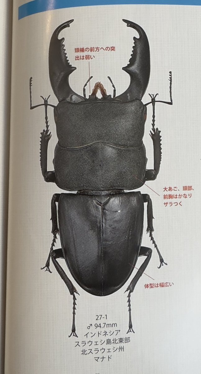 stag_beetle_japan (@JapanStag) / Posts / X