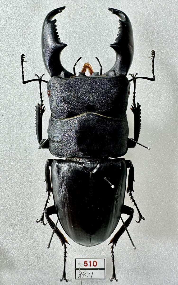 stag_beetle_japan (@JapanStag) / Posts / X