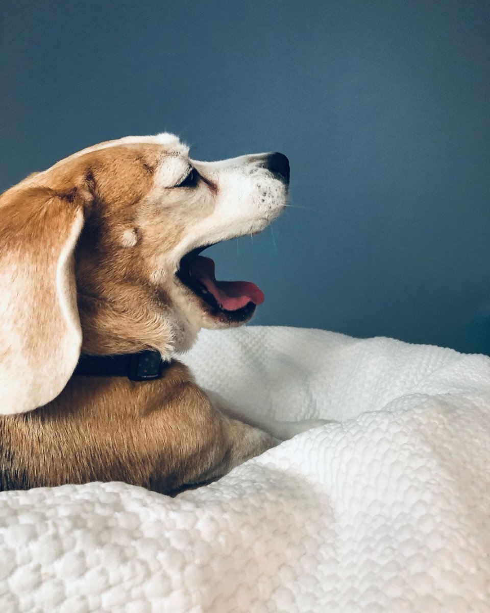 Beagle Facts tweet media